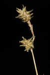 Prickly bog sedge